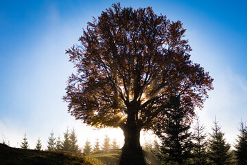 Sunbeams burst through a majestic tree on a misty hillside, silhouetting evergreens beneath a clear blue sky. Warm autumn leaves glow and the calm meadow invites mindfulness, travel and eco narratives