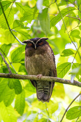 Crested Owl with spiders on his eye