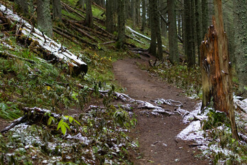 Light snow dusts a winding forest trail, clinging to fallen logs and a weathered stump amid emerald moss and firs. Early winter meets autumn greens, forming a calm inviting path through the woods.