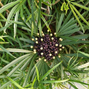 The Osmoxylon lineare, commonly known as the Miagos bush or Green Aralia. It is a tropical evergreen shrub native to Southeast Asia and the Philippines. 