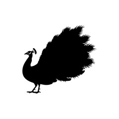 Peacock Silhouette A Detailed Black and White Outline for Design & Decoration