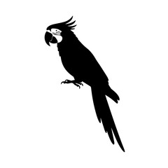 Silhouette of a vibrant parrot showcasing its distinctive features in elegant detail