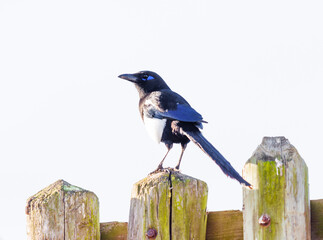 Maghreb Magpie perched on a fence
