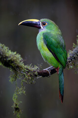 Fototapeta premium Emerald Toucanet perched on a mossy branch