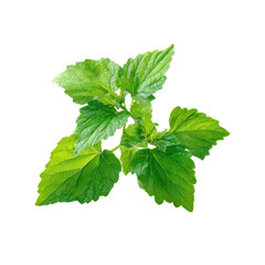 Bright green patchouli plant leaves isolated on black background studio shot leaf, Cut Out, Isolated On White Background, Png Transparent