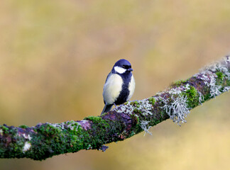 Cinereous Tit perched on a tree branch