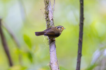 Blue-crowned Fulvetta curiously looking
