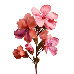 Delicate pink coral flowers with green leaves on black background bloom blossom, Cut Out, Isolated On White Background, Png Transparent