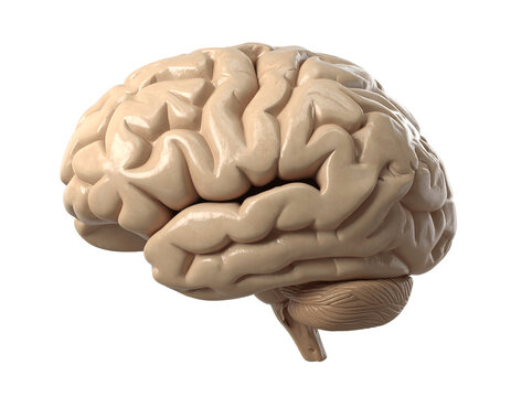 Side view of a realistic human brain model isolated on transparent background