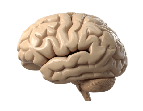 Side view of a realistic human brain model isolated on transparent background