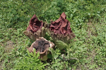 Three Amorphophallus Flowers Blooming in Green Grass