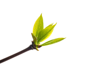 Young bright green leaf bud opening on a dark brown twig isolated on transparent background