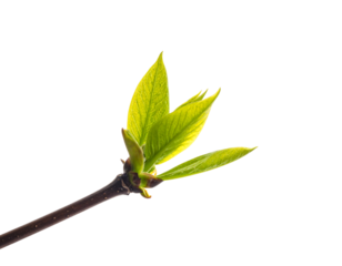 Young bright green leaf bud opening on a dark brown twig isolated on transparent background