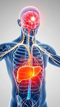 Detailed anatomical illustration of human body with glowing brain and liver, highlighting nervous and circulatory systems.