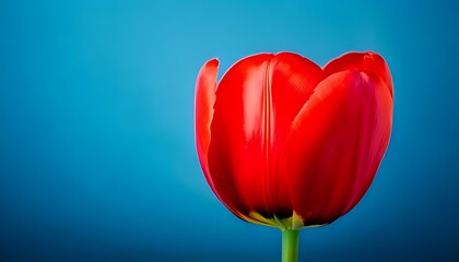 A vibrant, close-up photograph features a single red tulip against a blurred, deep blue backdrop. The bloom is perfectly in focus