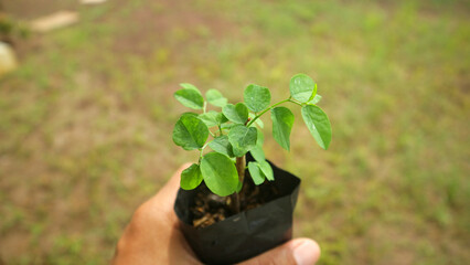 Young Sweet Leaf Seedling Held In A Garden Setting
