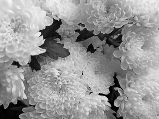 Black and white photo with daisies.