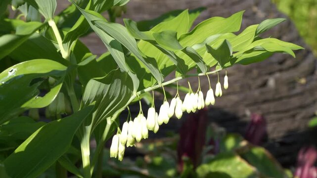 Solomon's Seal swaying in the breeze under bright sunlight during the day.