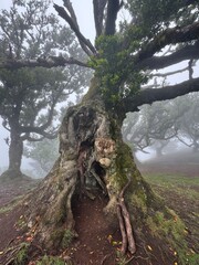 Portugal, Madeira Island, Fanal, Fanal Forest, Laurisilva Forest, UNESCO World Heritage Site
