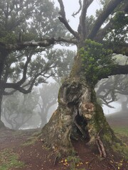 Portugal, Madeira Island, Fanal, Fanal Forest, Laurisilva Forest, UNESCO World Heritage Site
