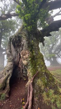 Portugal, Madeira Island, Fanal, Fanal Forest, Laurisilva Forest, UNESCO World Heritage Site
