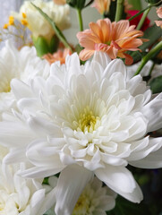 One white chrysanthemum against a background of other flowers.