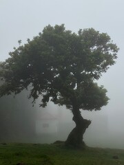 Portugal, Madeira Island, Fanal, Fanal Forest, Laurisilva Forest, UNESCO World Heritage Site
