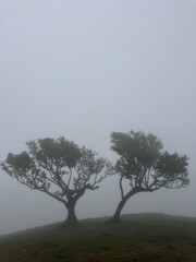 Century old Laurissilva trees in mystical foggy Fanal Forest in Madera Island, Portugal