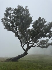 Portugal, Madeira Island, Fanal, Fanal Forest, Laurisilva Forest, UNESCO World Heritage Site
