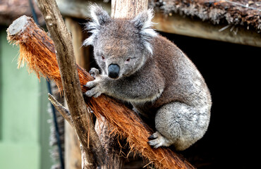 koala on tree