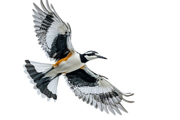 Fototapeta premium Distinctive Lapwing Bird Flying Extreme Side View Isolated White Background