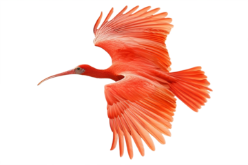 Scarlet Ibis Bird Flying Extreme Side View Isolated White Background