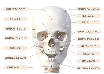 頭蓋骨 頭の骨の構造 図解 3Dイラスト 顔アップ正面