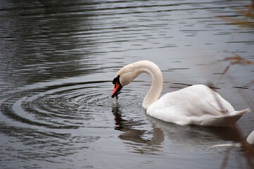 Swan is on the pond