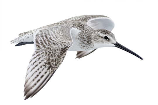 Willet Bird Flying Extreme Side View Isolated White Background