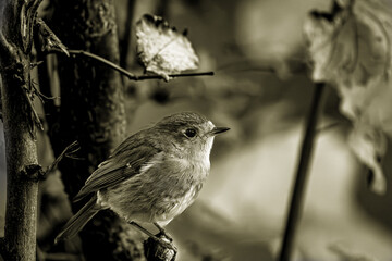 Das Rotkehlchen sitzt dort wie ein kleiner Funken im herbstlichen Dämmerlicht – ein winziger...
