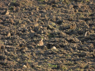 A bird on the ground, a single Eurasian skylark