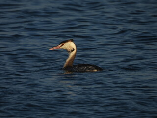 Great crested grebe in the water