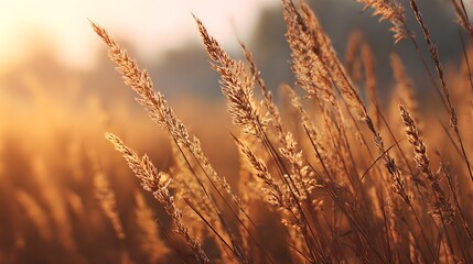 Fototapeta premium Golden Hour Glow on Wheat Field - Warm Sunlight Illuminates Ripening Grains in a Serene Rural Landscape.