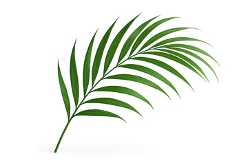 Fototapeta premium Single green palm frond isolated on white background