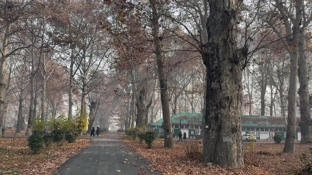 Autumn in Kashmir with vibrant red Chinar leaves and chinar big trees across Naseem Bagh in Hazratbal Dargah showcasing the beauty of Srinagar destination in Jammu and Kashmir. Clip 7