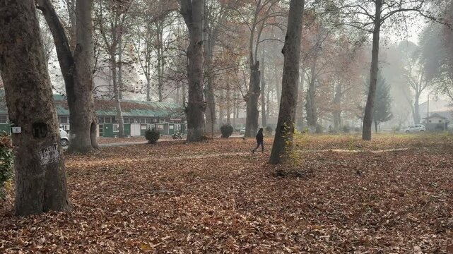 Autumn in Kashmir with vibrant red Chinar leaves and chinar big trees across Naseem Bagh in Hazratbal Dargah showcasing the beauty of Srinagar destination in Jammu and Kashmir. Clip 8