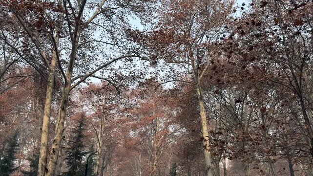 Autumn in Kashmir with vibrant red Chinar leaves and chinar big trees across Naseem Bagh in Hazratbal Dargah showcasing the beauty of Srinagar destination in Jammu and Kashmir. Clip 9
