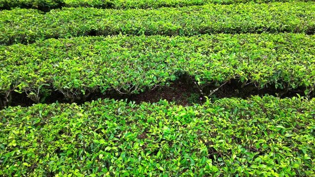 Tea plants
