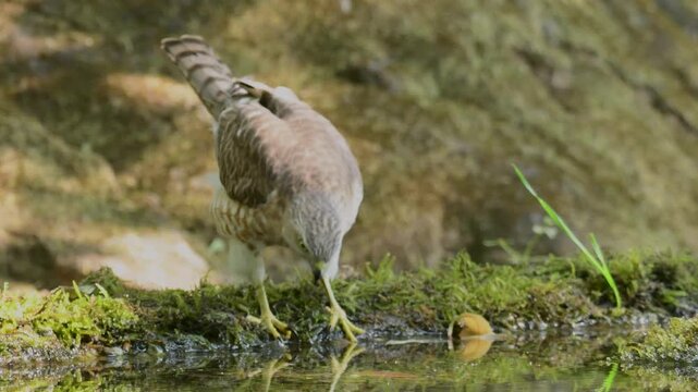 Thirsty shikra at water pond in forest