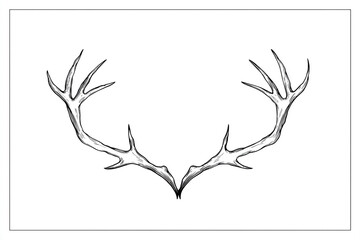 Detailed black and white drawing of a pair of large deer antlers isolated on white background