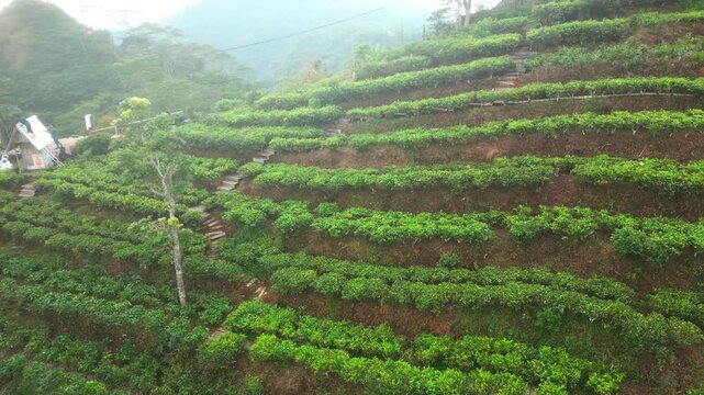 Tea plants