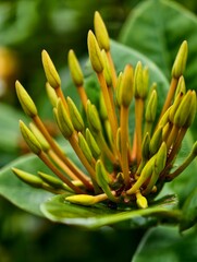 Ixora
Macro close-up of  Ixora flower buds showing fresh yellow tips and nature texture.
Captured in soft daylightwith shallow depth of field,highlighting the early growth stage of the tropical flower