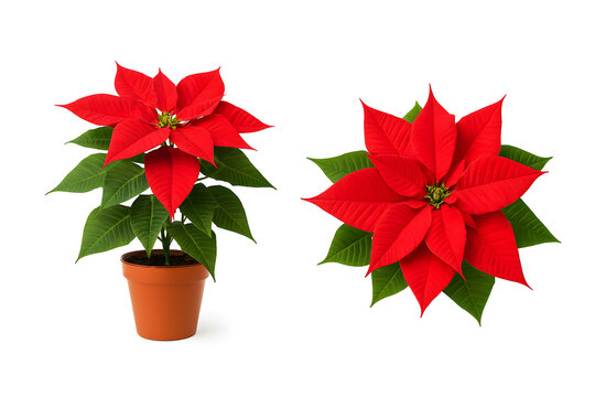 Two red poinsettia plant isolated on white background - Powered by Adobe