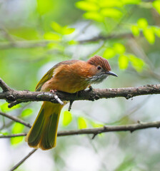 close up of mountain bulbul bird singing on the tree branch